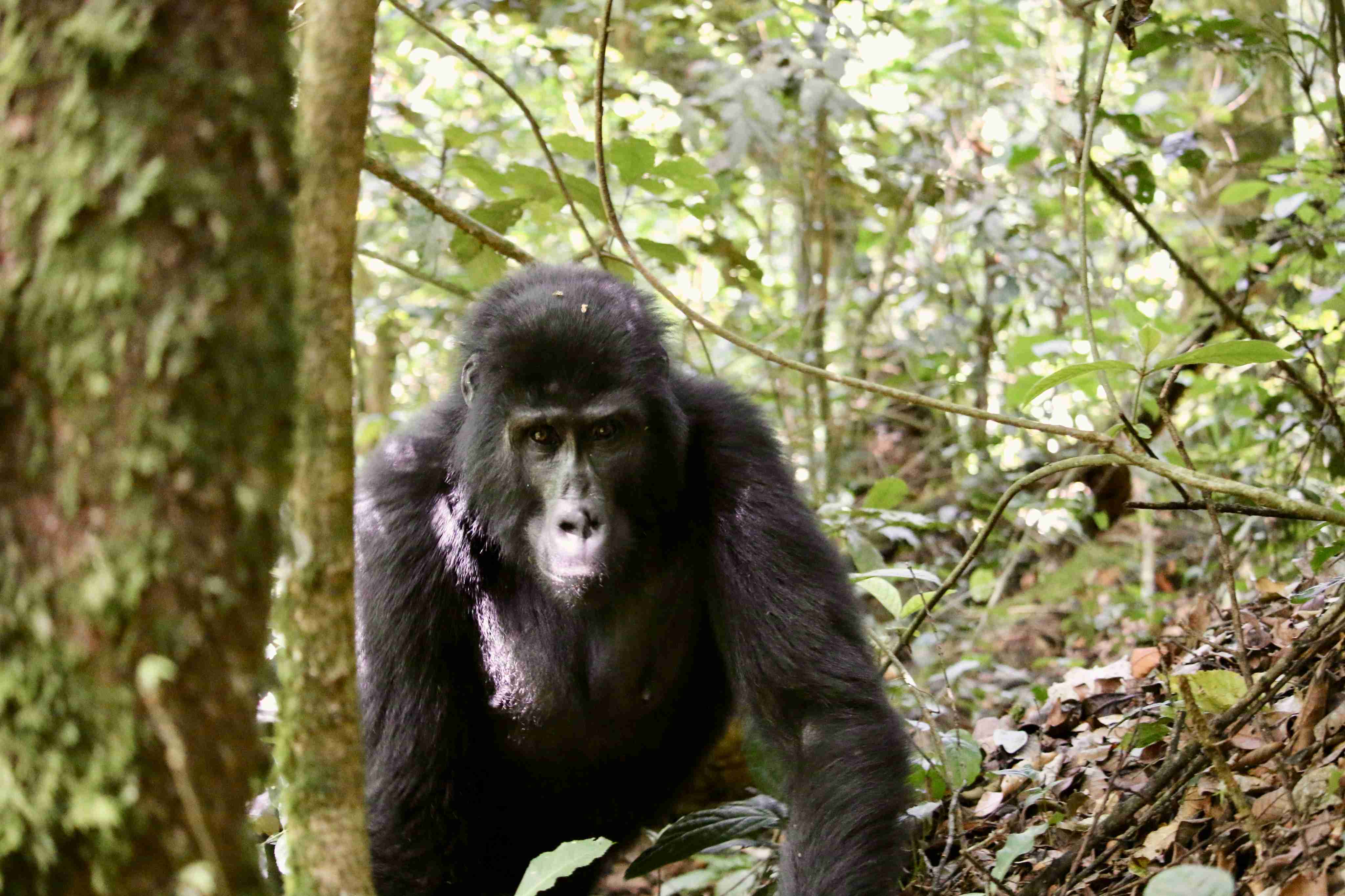 Mountain gorilla in Bwindi