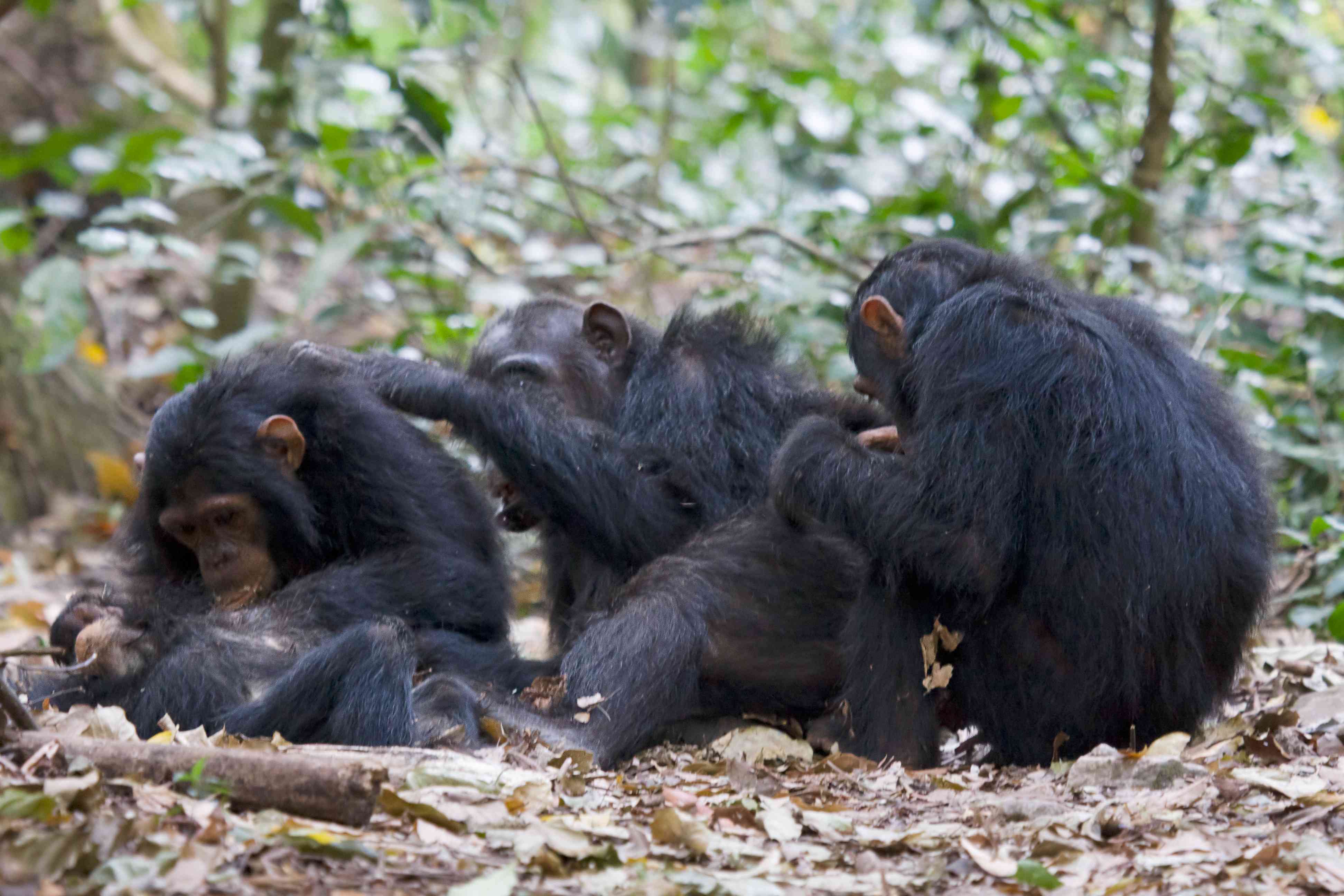 Chimpanzee in Gombe