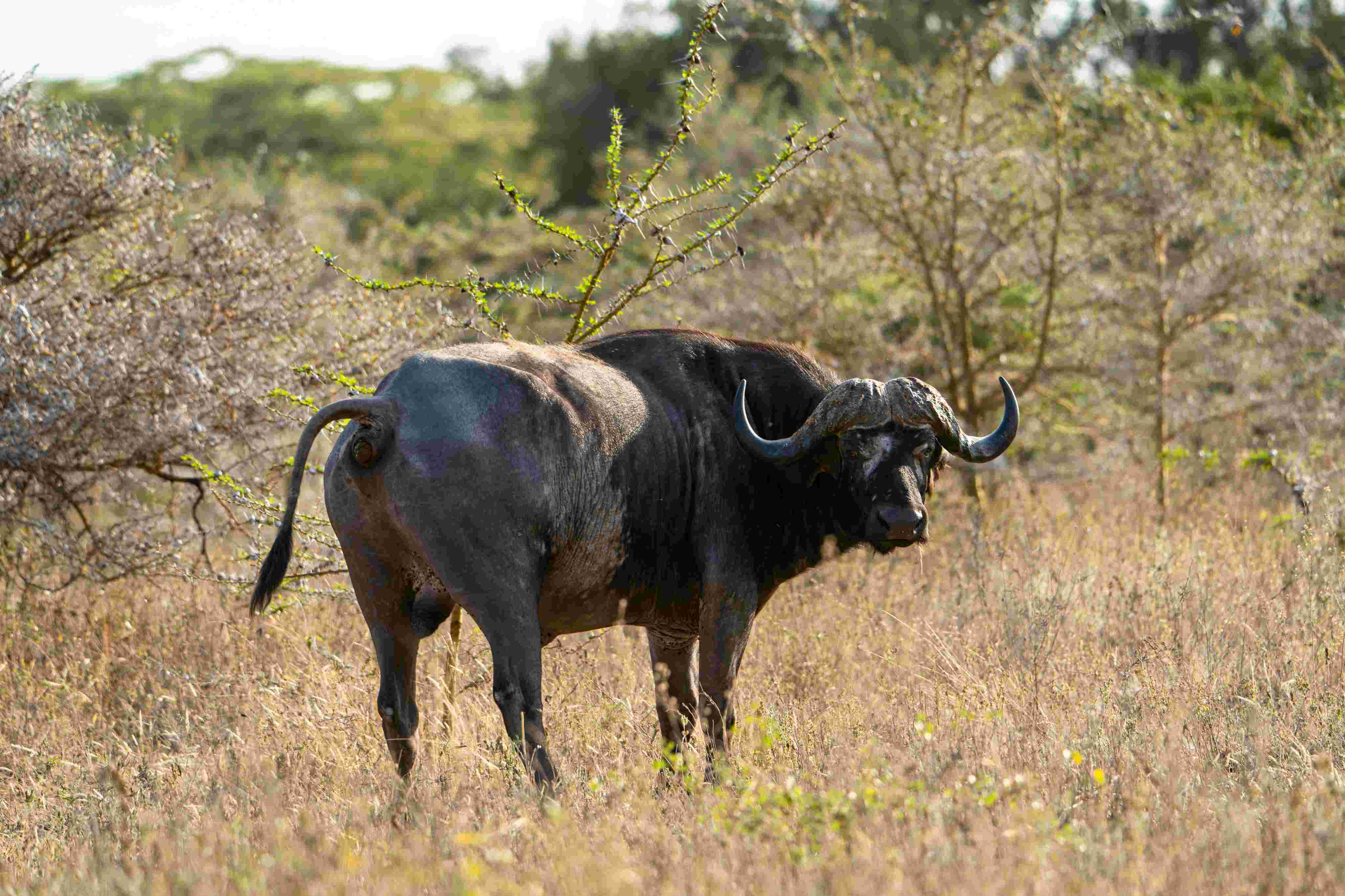 Buffalo herd in Katavi