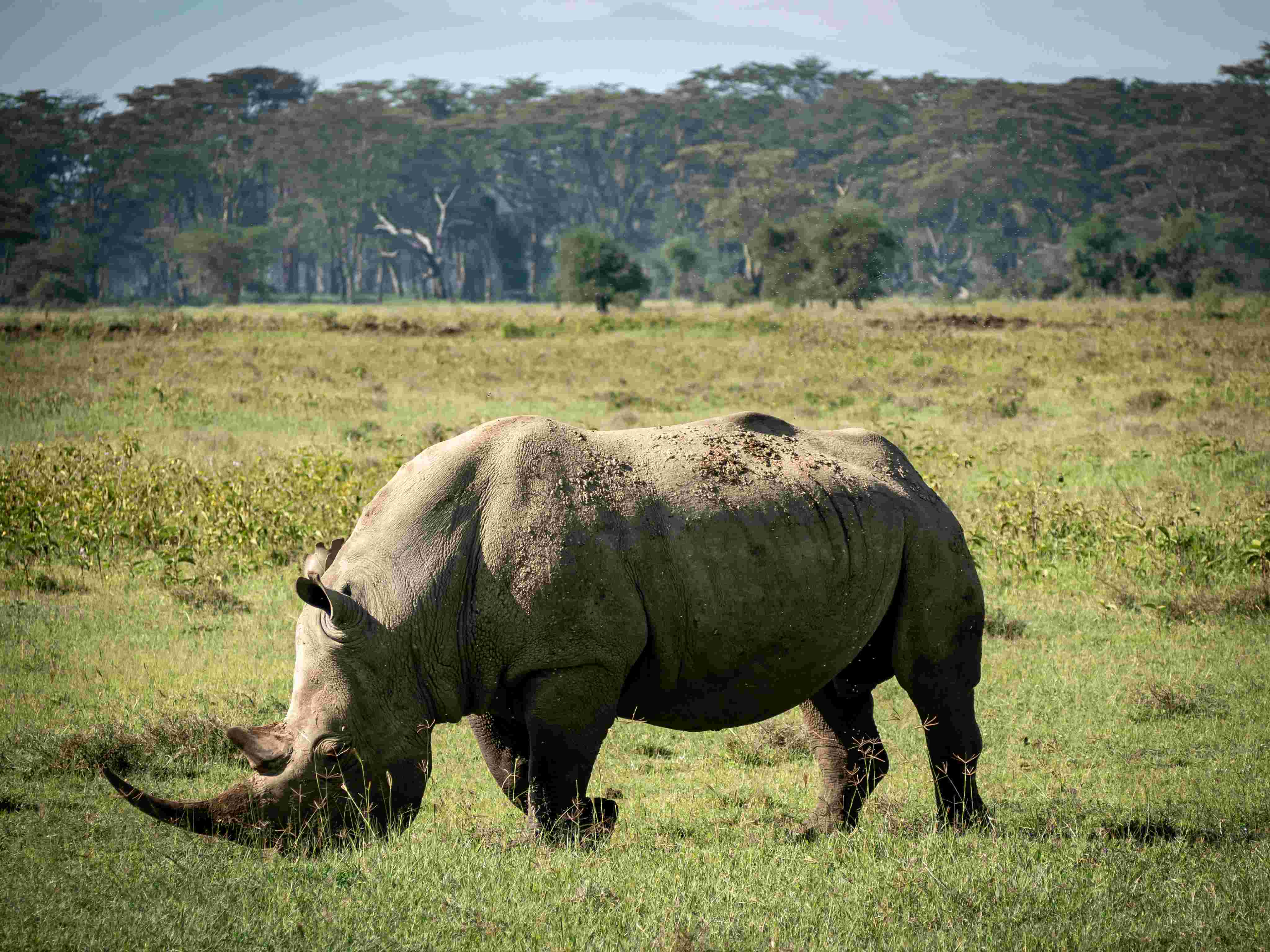 Rhinos at Lake Nakuru