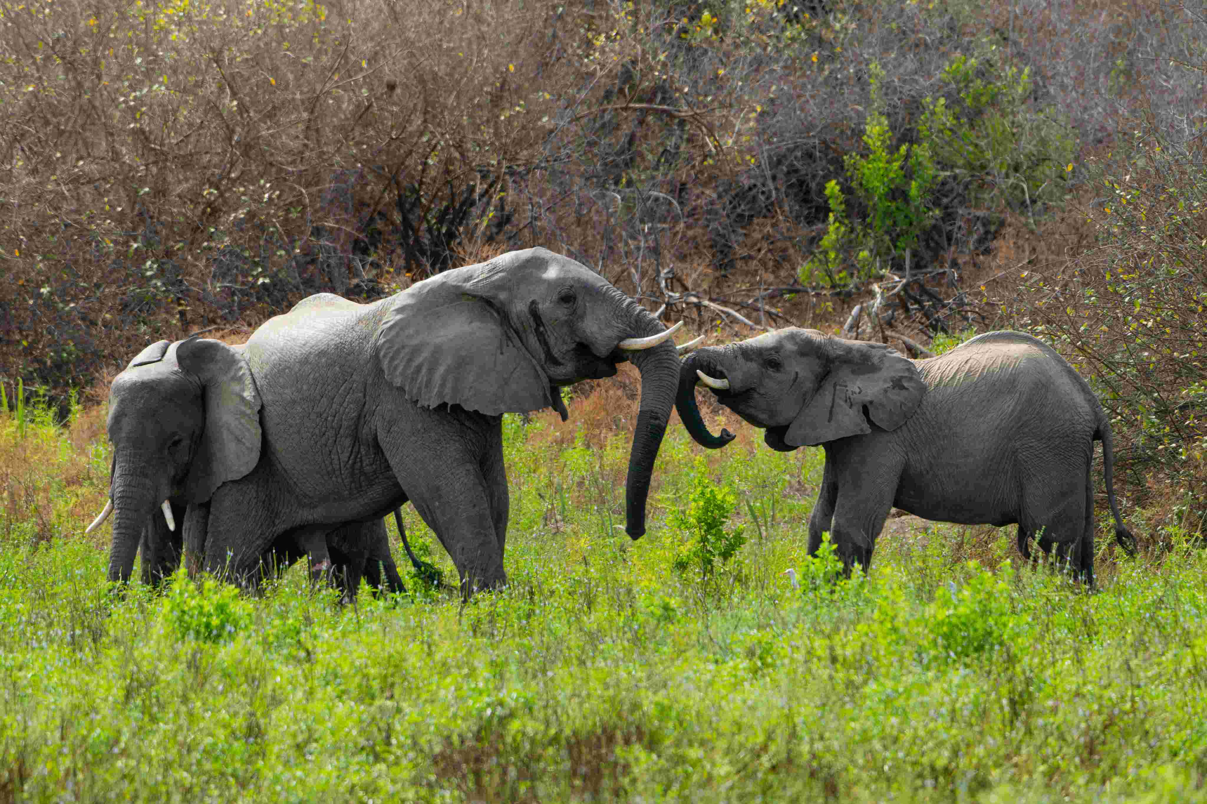 Elephants in Nyerere National Park