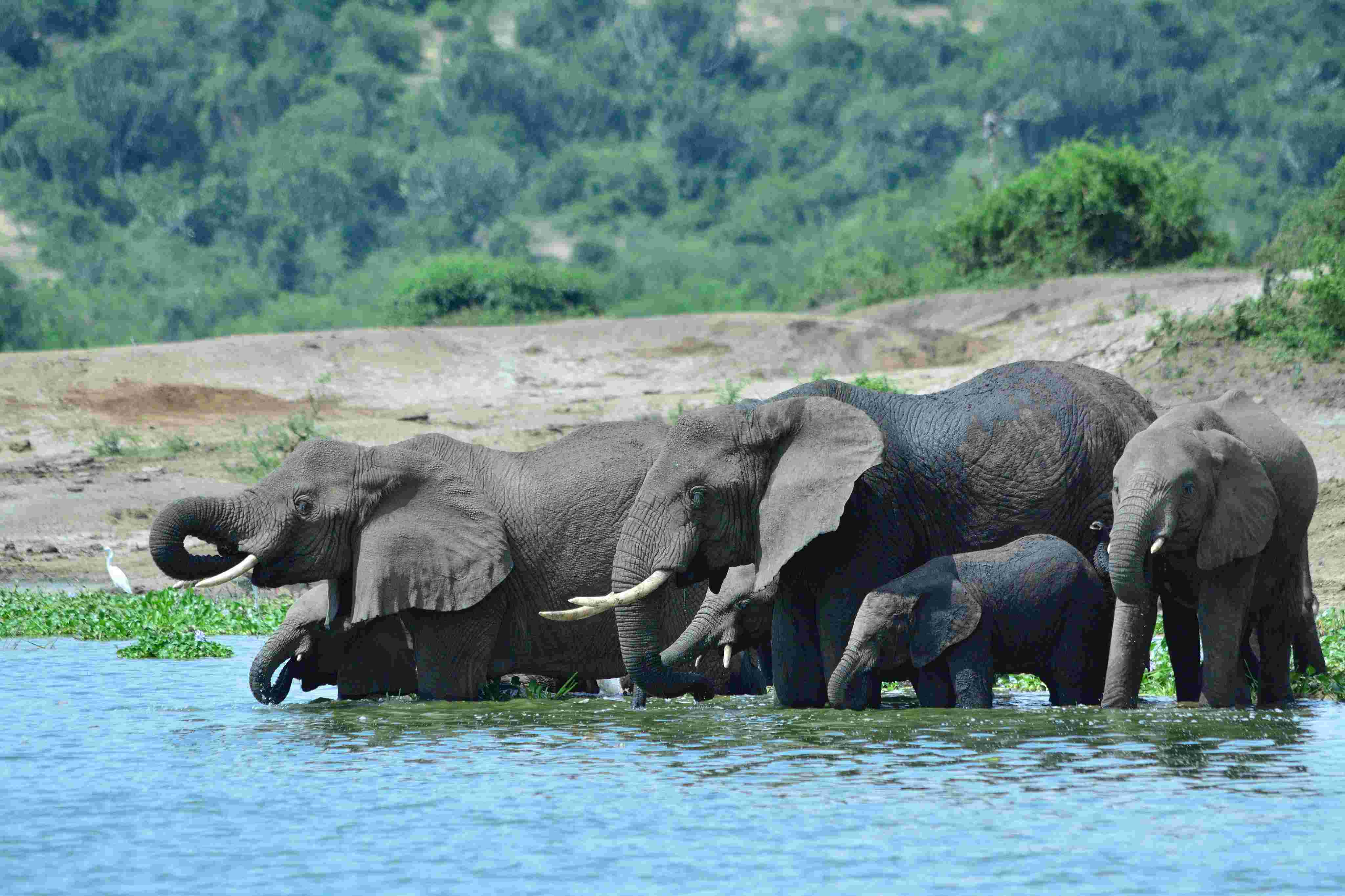 Elephants in Queen Elizabeth NP